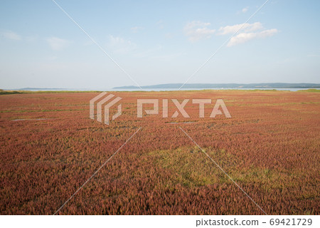 諾托利湖的紅珊瑚草群落 69421729