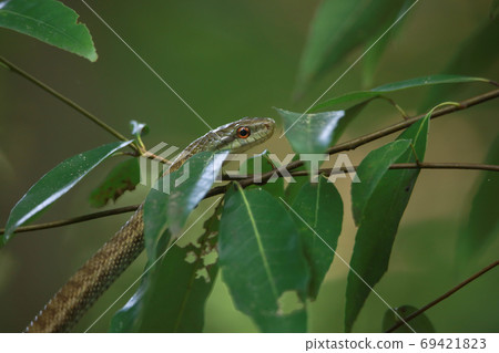 Shimate snake 69421823