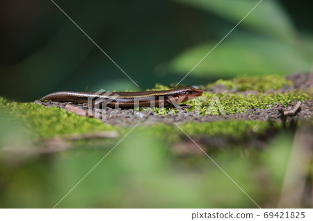 Japanese lizard Japanese lizard 69421825