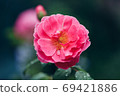 Rose "John Clare" 69421886