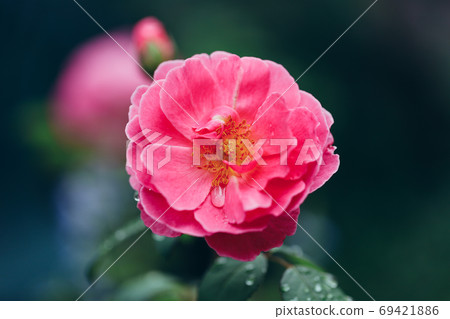 Rose "John Clare" Rose "John Clare" 69421886
