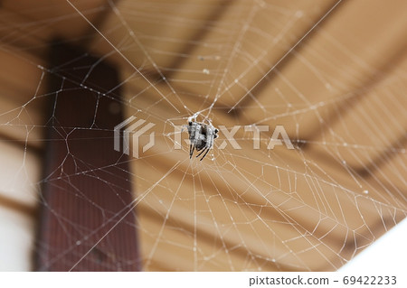 Spider Spider 69422233