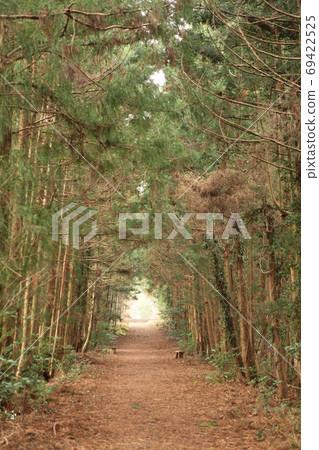 A mysterious dark forest A mysterious dark forest 69422525