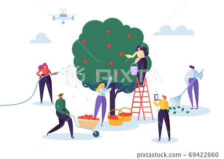 Farmer Pick Apple Harvest to Basket. Woman 69422660