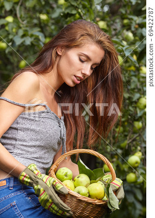 Young woman up on a ladder picking apples from an apple tree on 69422787