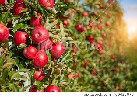 picture of a Ripe Apples in Orchard ready for harvesting,Morning picture of a Ripe Apples in Orchard ready for harvesting,Morning 69423076