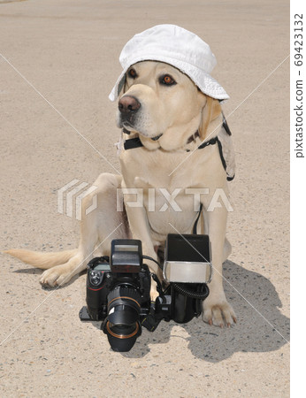 Big Labrador Retriever dog with digital camera and flash speedlight sitting on the ground and wearing bucket hat during hot summer Big Labrador Retriever dog with digital camera and flash speedlight sitting on the ground and wearing bucket hat during hot summer 69423132