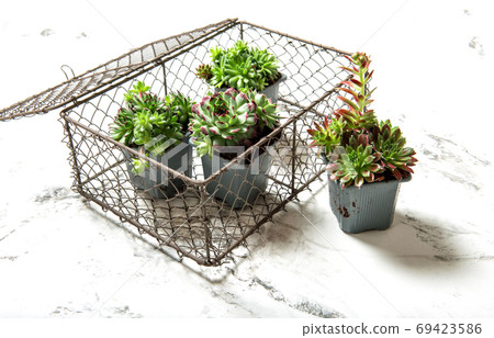 Succulent sempervivum plants Floral decoration white background 69423586