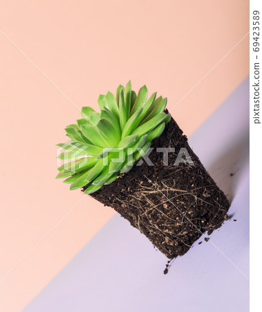 Succulent sempervivum plant Floral decoration color background 69423589