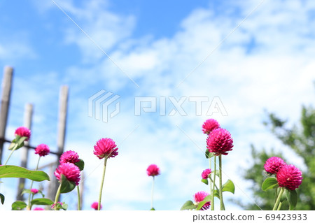 Bright blue sky and amaranth Bright blue sky and amaranth 69423933
