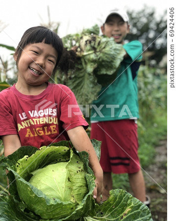 兄弟與新鮮採摘的白菜領域 兄弟與新鮮採摘的白菜領域 69424406