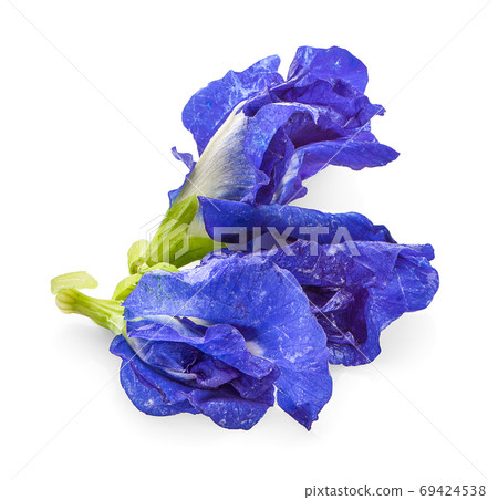 Butterfly Pea flower on white background 69424538