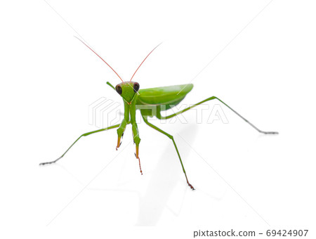 Vector insect, rice color, white background 69424907