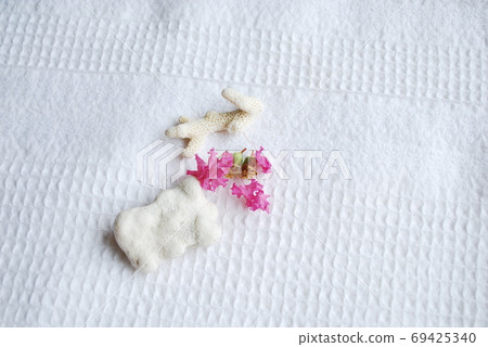 百日咳花瓣和珊瑚 百日咳花瓣和珊瑚 69425340