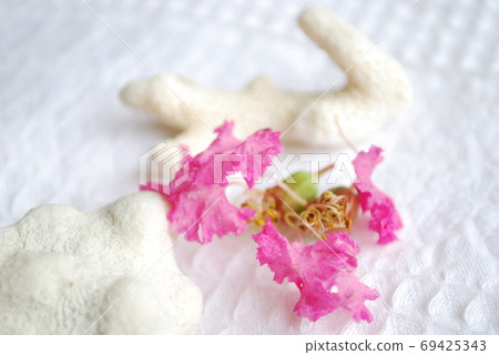 Crape myrtle petals and coral 69425343