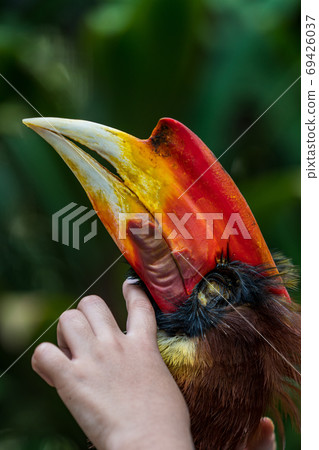 Rufous hornbill close-up 69426037