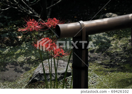 Cluster amaryllis of Kaizoji, Kamakura Cluster amaryllis of Kaizoji, Kamakura 69426102