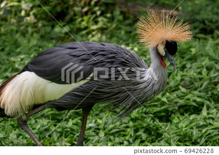 White-crowned crane 69426228
