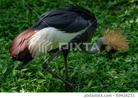 White-crowned crane 69426231