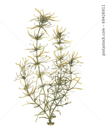 Hijiki seaweed 69426911