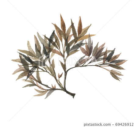 Rockweed seaweed 69426912