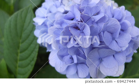 Flowering blue hydrangea Flowering blue hydrangea 69427444
