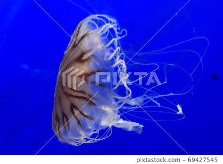 海洋生物紅色水母的照片 海洋生物紅色水母的照片 69427545