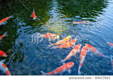Koi in the pond of Okayama Korakuen Koi in the pond of Okayama Korakuen 69427601