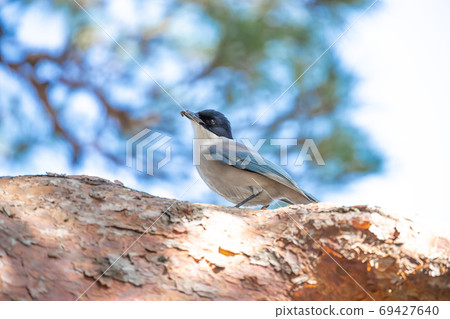 Azure-winged magpie eating insects on a tree in the garden Azure-winged magpie eating insects on a tree in the garden 69427640