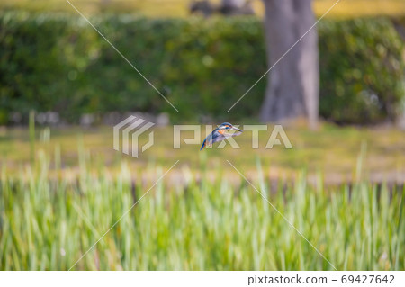 Kawasemi在公園的池塘中盤旋 Kawasemi在公園的池塘中盤旋 69427642
