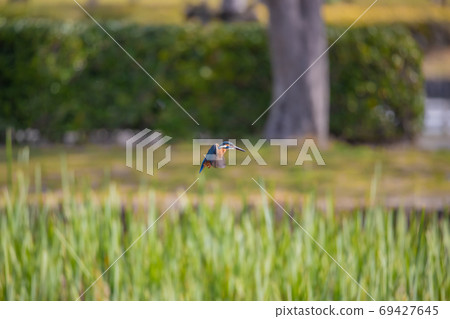 Kawasemi在公園的池塘中盤旋 69427645