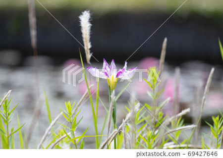 公園鮮花 公園鮮花 69427646