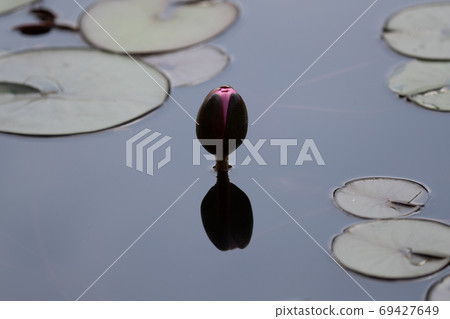 睡蓮的芽 睡蓮的芽 69427649