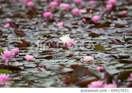 公園池塘里的睡蓮 公園池塘里的睡蓮 69427651