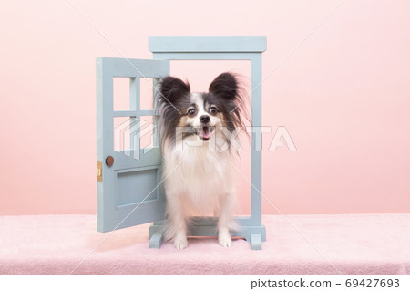 A door and a smiling papillon everywhere A door and a smiling papillon everywhere 69427693