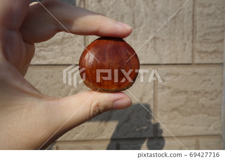 用手指摘栗子 用手指摘栗子 69427716