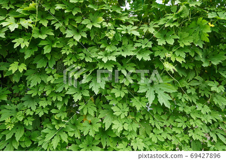 Bitter gourd that grows in the vegetable garden Bitter gourd that grows in the vegetable garden 69427896