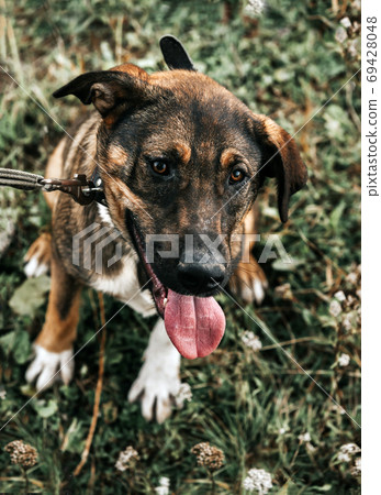 mongrel dog sits on the grass in a clearing and looks at the camera 69428048