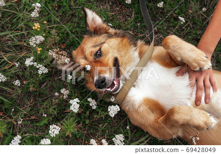 dog lying on the grass among flowers in a clearing on his back, happy dog face 69428049