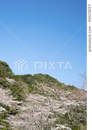 蔚藍的天空：一片Koza盛開的岩櫻花 69428057