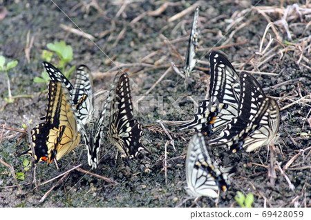 燕尾蝴蝶吸收一組中的水 69428059