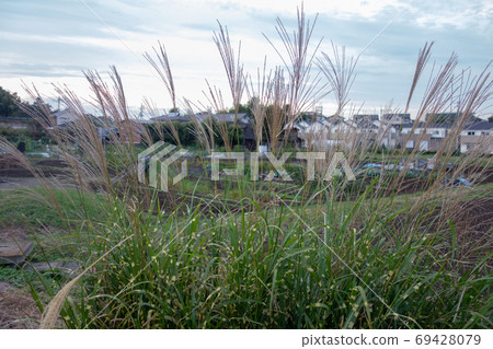 東京的秋郊 東京的秋郊 69428079