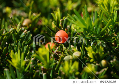 Fruit of onco (yew) 69428086