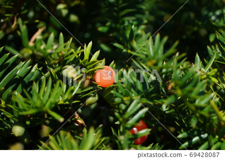 Fruit of onco (yew) 69428087