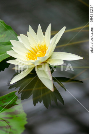 Beautiful white water lily reflected in the water mirror 69428234