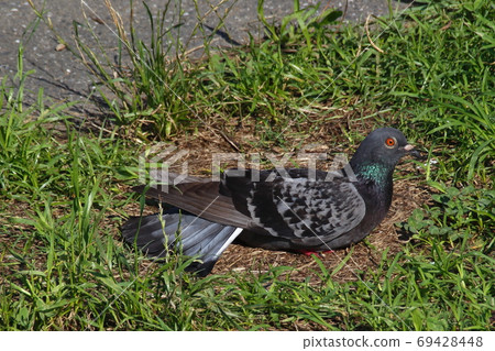 鴿子 69428448