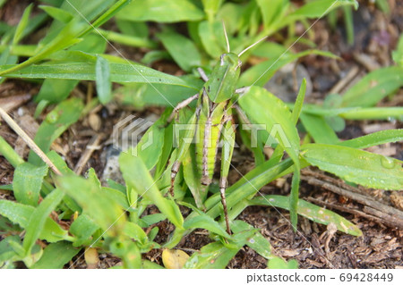 Tonosamabatta（幼蟲） 69428449