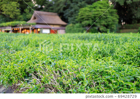 在岡山後樂園的茶園 在岡山後樂園的茶園 69428729