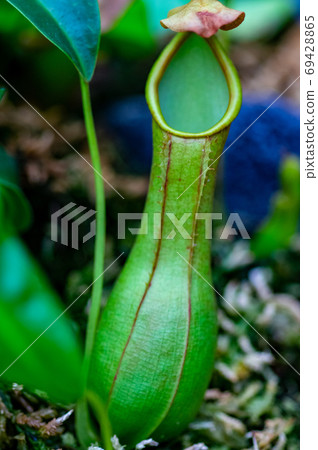 鮮綠色Utsubo Kazura 鮮綠色Utsubo Kazura 69428865