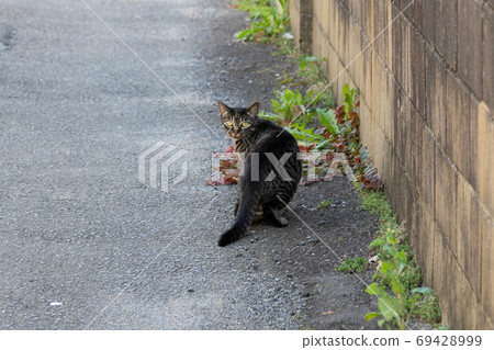 A small port town cat, Choshi City, Chiba Prefecture, Japan A small port town cat, Choshi City, Chiba Prefecture, Japan 69428999